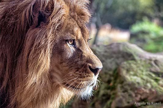 Goldeye ... Berberlöwe (Panthera leo leo) im Profil 