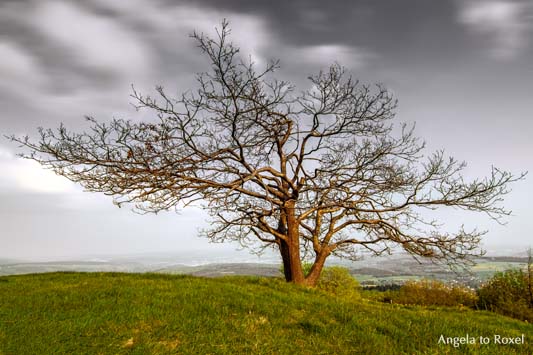 Landschaftsbilder kaufen: Tanz in den Mai: kahle Eiche (Quercus) auf dem Köterberg reckt ihre Äste wie zum Tanz | Ihr Kontakt: Angela to Roxel