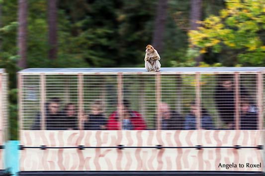 Entspannt reisen - Der Affenexpress im Safaripark Stukenbrock