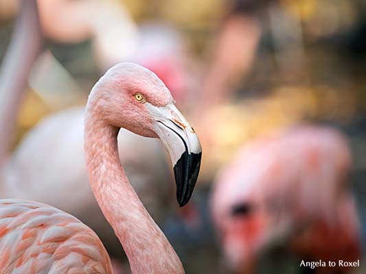 Tierbilder kaufen: Rosaflamingo (Phoenicopterus roseus) Kopf-Porträt, Nahaufnahme, | Ihr Kontakt: Angela to Roxel Tierbilder kaufen: Rosaflamingo (Phoenicopterus roseus) Kopf-Porträt, Kopf und Schnabel, Nahaufnahme, Vogelfotografie | Ihr Kontakt: Angela to Roxel