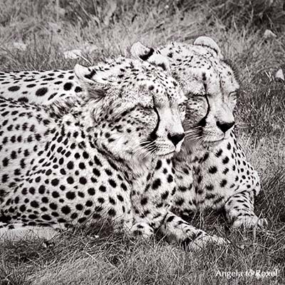 Zwei Geparden (Acinonyx jubatus) im Schlaf, Ähnlichkeit, monochrom