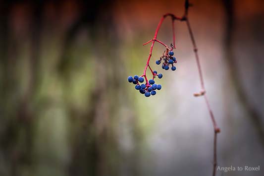 Wilder Wein, Ranke mit blauen Beeren auf einer verlassenen Terrasse, Herbst