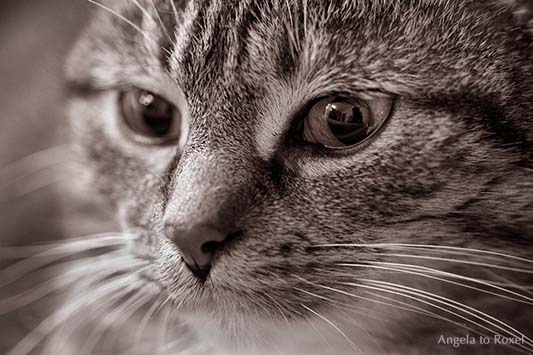 See me, Auge einer Katze, Makro, Spiegelung im Auge einer Katze, Porträt, monochrom | Ihr Kontakt: Angela to Roxel