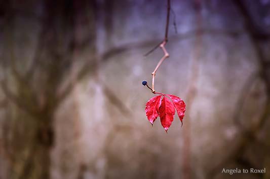 Wilder Wein, Ranke mit nur einem roten Blatt und einer blauen Beere auf einer verlassenen Terrasse im Herbst, Minimalismus - Holzminden, Niedersachsen