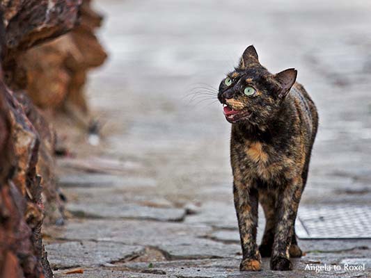 Fauchende Katze in den Gassen der Altstadt von Mojacar / Andalusien