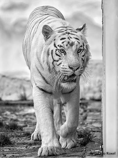 Fotografie: Struggle for pleasure, Weißer Tiger (Panthera tigris tigris), Porträt, captive - Der weiche Gang geschmeidig starker Schritte ... (Rilke)