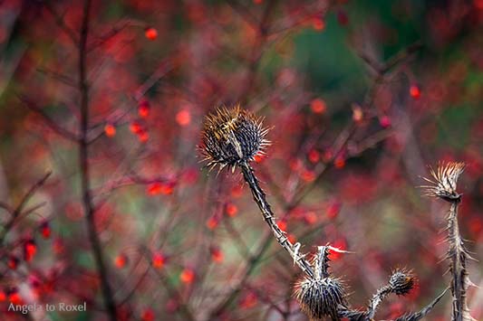 Trockene Distel vor roten Beeren, Herbst im Berggarten der Herrenhäuser Gärten