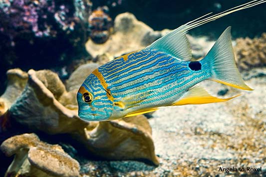 Fotografie: Aquarius, blaugelber Fisch schwimmt im Aquarium | Tierbilder kaufen - Ihr Kontakt: Angela to Roxel