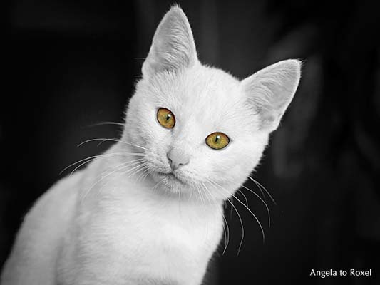 Junger weißer Kater mit grünen erstaunt blickenden Augen, Colorkey