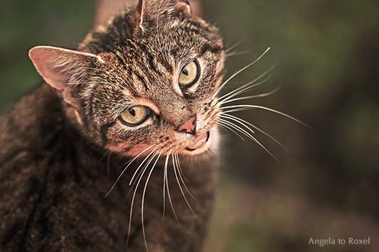 Portrait einer fauchenden Katze aus der Vogelperspektive