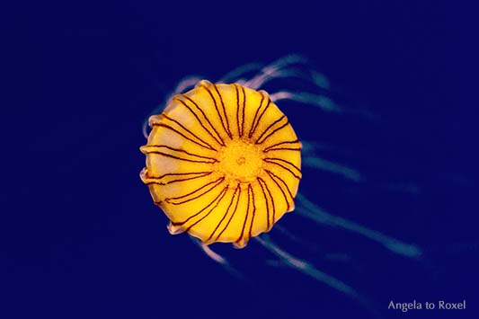 Fotografie: Medusa, Qualle orange beleuchtet, Kompassqualle (Chrysaora hysoscella) vor dunkelblauem Hintergrund | Tierbilder kaufen - Angela to Roxel