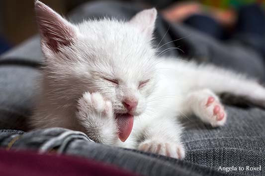 Tierbilder kaufen: Kater, Katzenkind macht Pause, kleines weißes Kätzchen macht es sich gemütlich und putzt sich | Ihr Kontakt: Angela to Roxel