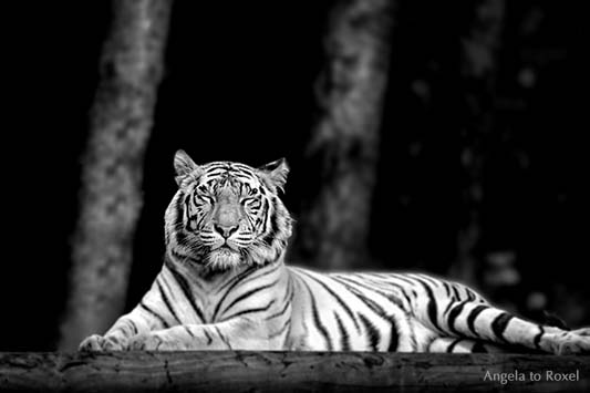 Ruhender Königstiger (Panthera tigris tigris) im Safaripark in Stukenbrock 2012, schwarz-weiß