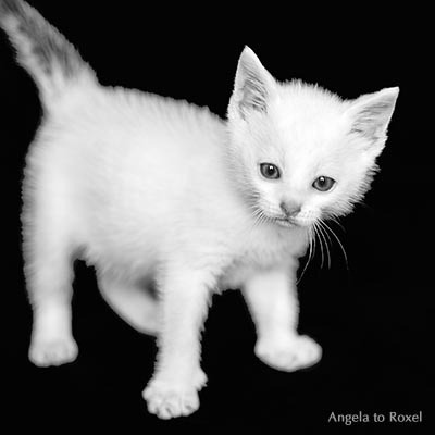 Tierbilder kaufen: Kleiner weißer Kater mit grauem Schwanz, Katzenkind, Kätzchen vor schwarzem Hintergrund, schwarzweiß - Ihr Kontakt: Angela to Roxel