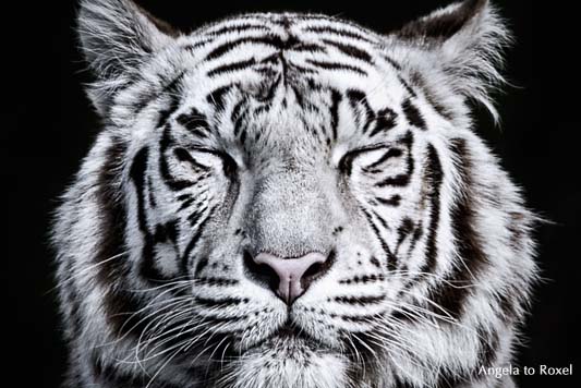 Portrait eines weißen Tigers (Panthera tigris tigris), geschlossene Augen, Zentrierung,