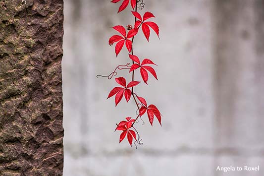 Fotografie: Vine, wilder Wein, Ranke von rotem Weinlaub auf einer verlassenen Terrasse, Detail | Fotografien kaufen - Ihr Kontakt: Angela to Roxel