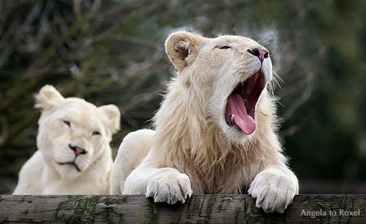 Löwenpaar (Panthera leo) im Safaripark Stukenbrock, müde Löwin, gähnender Löwe