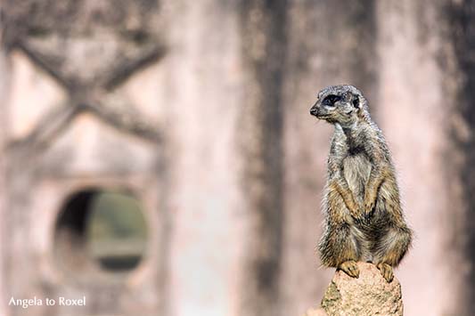 Fotografie: XO - Erdmännchen (Suricata suricatta), der Wächter hat alles im Blick | Tierbilder - Ihr Kontakt: Angela to Roxel