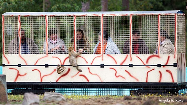 Fahrt mit dem Affenexpress, von außen betrachtet