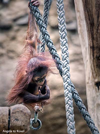 Fotografie: Orang-Utan-Kind (Pongo) begreift, Niah beim Klettern, Zusammenspiel zwischen Händen und Augen, Niah lernt, Tierbild - Zoo Münster 2013