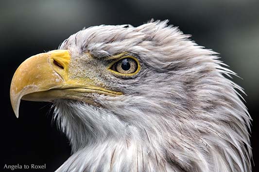 Tierbilder kaufen: Blick zurück, Weißkopfseeadler (Haliaeetus leucocephalus), Kopfporträt vor dunklem Hintergrund | Ihr Kontakt: Angela to Roxel