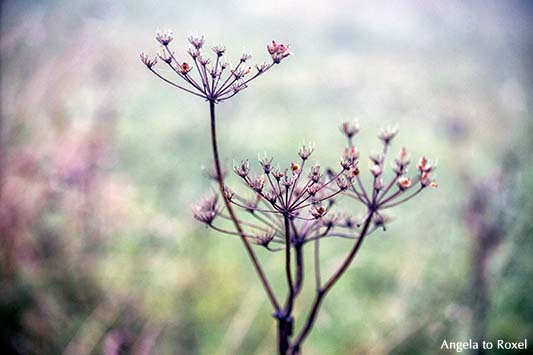 Fotografie: Blüten im Herbstnebel, Aufnahme mit geringer Schärfentiefe, Herbststimmung auf dem Köterberg, Lügde 2013 - Bildlizenz, Stockfoto