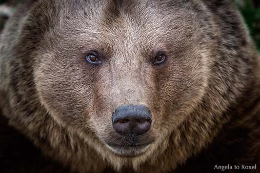 Porträt eines Braunbären (Ursus arctos) Kopfporträt, Blick, Nahaufnahme am Abend, High-ISO, Wisentgehege in Springe, Niedersachsen, März 2014