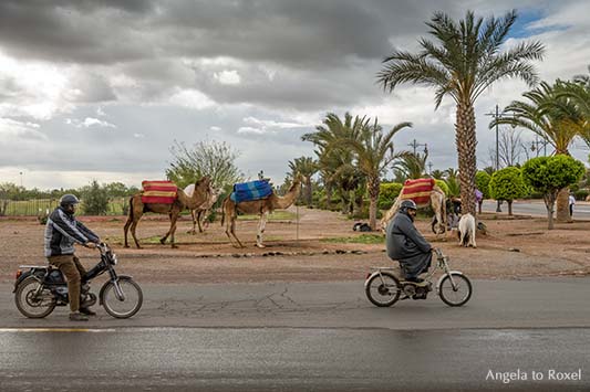 Fotografie: Straßenszene in Marrakesch, knatternde Mopeds und am Straßenrand parkende Kamele in Marrakesch, Marokko | Angela to Roxel