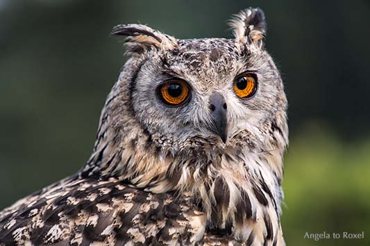 Fotografie: Rocky, Bengalenuhu (Bubo bengalensis), Indischer Uhu, Porträt mit Blickkontakt, Adlerwarte Berlebeck - Tierfoto, Bildlizenz, Stockfoto