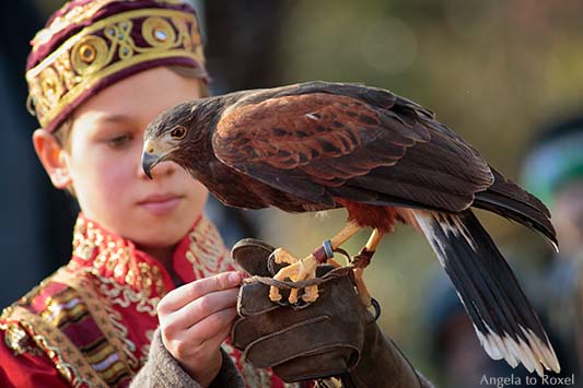 Fotografie: Junger Falkner bei seiner Arbeit mit einem Wüstenbussard (Parabuteo unicinctus), Horus-Falknerei auf der Mystica Hamelon 2013