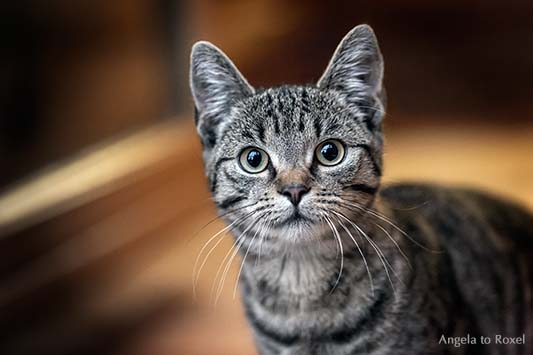 Hauskatze am Abend, erstaunter Blick, geringe Schärfentiefe