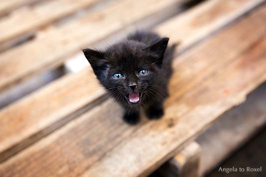 Schwarzes Kätzchen mit blauen Augen miaut auf einer Palette im Bazar, Blickkontakt zum Betrachter, Fès