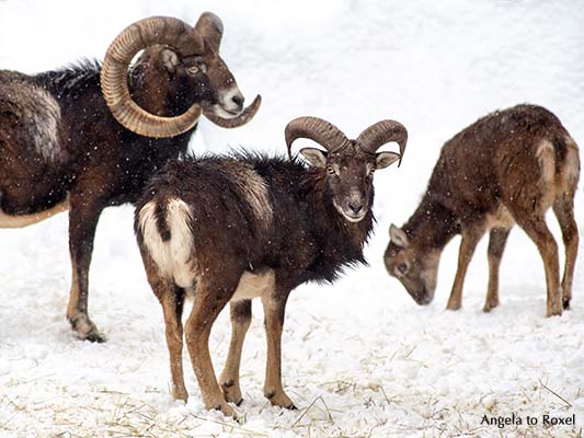 Muffelwild (Ovis orientalis musimon) mit Lamm im Schnee - Wildpark Neuhaus