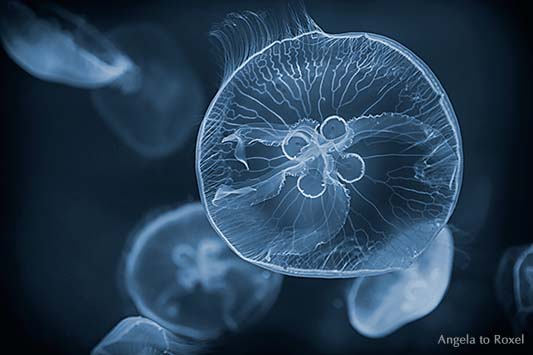 Fotografie: Ohrenquallen (Aurelia aurita) schwimmen, monochrom, cyanfarben - Bildlizenz, Stockfoto