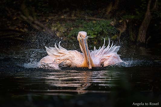 splash! - Pelikan im Wasser, Rosapelikan (Pelecanus onocrotalus) beim Schwimmen, Wasser spritzt | Ihr Kontakt Angela to Roxel