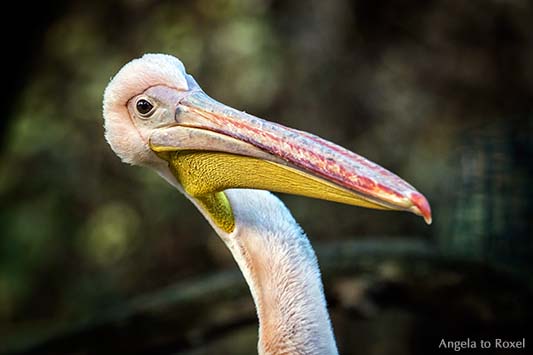 Rosapelikan (Pelecanus onocrotalus), Porträt mit Halsdrehung