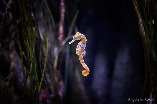 Gepunktetes Seepferdchen (Hippocampus) im Aquarium