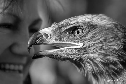 Horus Falknerei: Kurgan, der Steppenadler (Aquila nipalensis), im Hintergrund die Falknerin, close-up, schwarzweiß, Hameln 2013 | Tierbilder