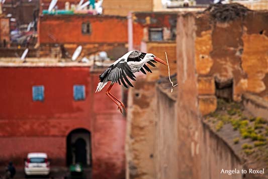 Fliegender Weißstorch (Ciconia ciconia) fliegt mit Nistmaterial im Schnabel, verfallener Königspalast El Badi in Marrakesch