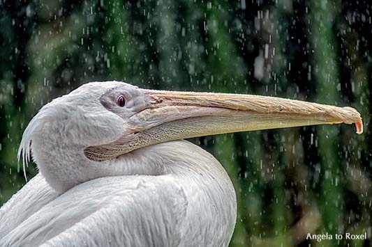 Fotografie: Pelikan, Rosapelikan (Pelecanus onocrotalus) im Regen, Sommerregen, Nahaufnahme | Tierbilder kaufen - Ihr Kontakt: Angela to Roxel