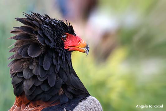 Voilà! - Adler, Gaukler (Terathopius-ecaudatus), ein 65 Jahre alter Greifvogel, erregt, Adlerwarte Berlebeck | Kontakt: A. to Roxel