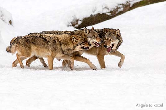 Wild im Schnee - Drei junge Wölfe (canis lupus) traben durch den Schnee. Kommunikation - Wildpark Neuhaus