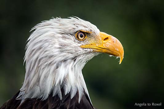 Weißkopfseeadler (Haliaeetus leucocephalus) der Falknerei im Wildpark Neuhaus, entschlossener Blick