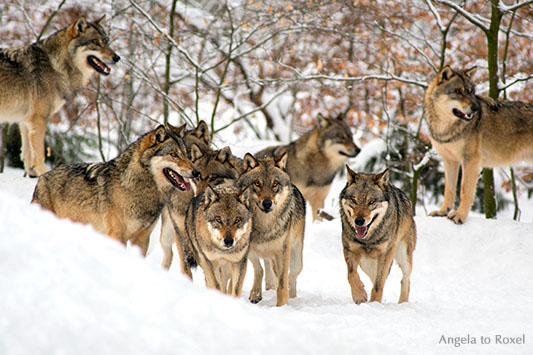 Wolfsrudel - Wölfe (canis lupus) im Schnee, zehn aufmerksame Wölfe im Wildpark Neuhaus / Solling 2012 - Tierbilder