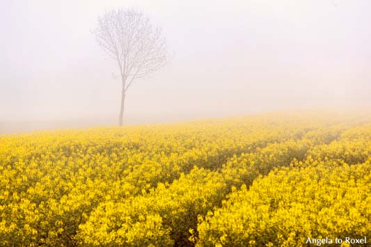 Spuren in einem Rapsfeld an einem nebligen Frühlingsmorgen, im HIntergrund ein  kahler Baum