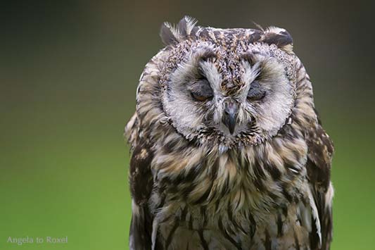 Waldohreule (Asio otus) mit halb geschlossenen Augen, Kopfporträt