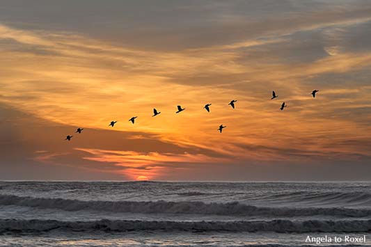 Formationsflug von zwölf Zugvögeln über dem Meer bei Sonnenuntergang