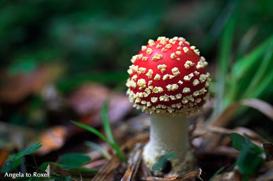 Fliegenpilz (Amanita muscaria) am Waldboden, Herbststimmung im Wald am Silberbach, Leopoldstal, Naturpark Teutoburger Wald | Kontakt: Angela to Roxel