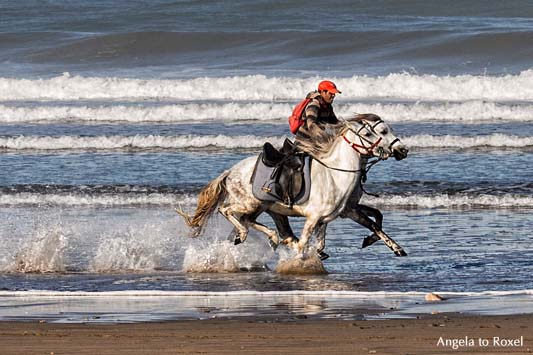 Reiter mit zwei galoppierenden Pferden am Strand von Essaouira