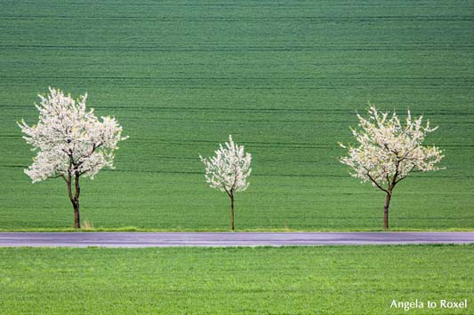 Fotografie: Drei blühende Kirschbäume am Straßenrand, Kirschblüte in der Rühler Schweiz, Rühle, Bodenwerder, Weserbergland, Niedersachsen - Bildlizenz